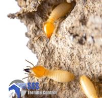SES Termite Inspections Melbourne image 2